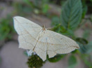 Striped moth, 17aug2012
