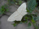 Striped moth, 17aug2012