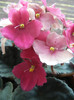 Spectra Color Red Violet (2012, Aug.18)