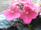 Spectra Color Red Violet (2012, Aug.18)