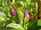 Purple Chili Pepper (2012, August 18)