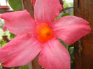 Mandevilla Summer Bell Red (`12, Aug.18)