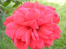 Rose Blaze Superior (2012, August 18)