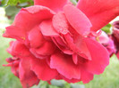Rose Blaze Superior (2012, August 18)