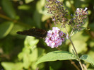 Buddleja davidii Purple (2012, Aug.07)