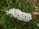 Buddleja davidii White Ball, 02aug12