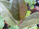 Ficus elastica (2012, August 18)