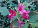 weigela