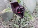 printul negru