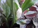 spathiphylium