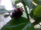 rosu dublu