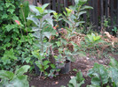 Aronia plantat in gradina,august 2012