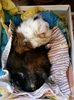 21-august 2012-flori 001