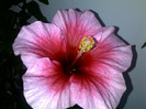 yoder camelia