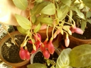 21-august 2012-flori 039