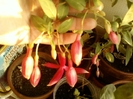 fuchsia rosu cu mov