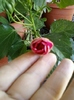 21-august 2012-flori 007