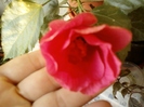 21-august 2012-flori 038