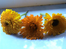 DSC00988