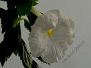 Achimenes White Glory