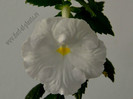 Achimenes White Glory