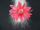 Hildewintera colademononis