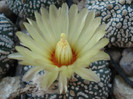 Astrophytum asterias superkabuto