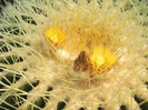 Echinocactus grusonii
