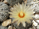 Astrophytum asterias superkabuto