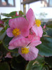 Begonia semperflorens (2012, August 21)