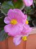 Begonia semperflorens (2012, August 21)