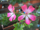 Ivy geranium Bicolor (2012, Aug.21)