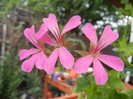 Mini Cascade Pink (2012, Aug.18)