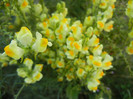 Linaria vulgaris (2012, August 21)