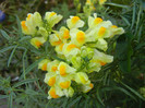 Linaria vulgaris (2012, August 21)