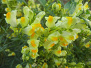 Linaria vulgaris (2012, August 21)