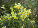 Linaria vulgaris (2012, August 21)