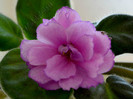 Saintpaulia Strawberry Wave