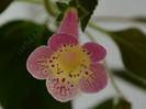 Kohleria Goliat (Ni)