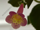 Kohleria Goliat  (Ni)