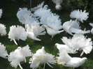 DSCN0550