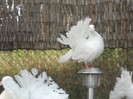 DSCN0569
