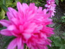 FLORI