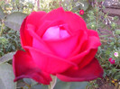 FLORI