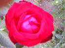 FLORI