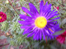 FLORI