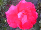 FLORI