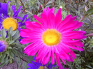 FLORI