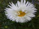FLORILE