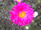 FLORI